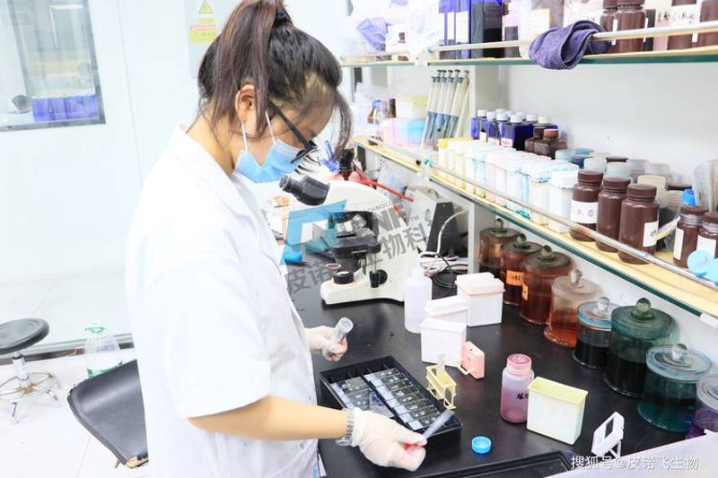 生物技术咨询：科学与未来的桥梁